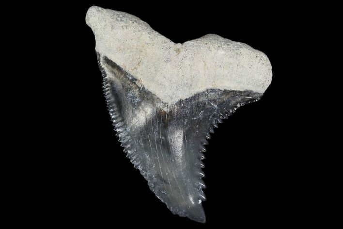 Fossil Shark Tooth (Hemipristis) - Bone Valley, Florida #113844
